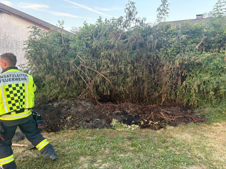 Hecke in Brand